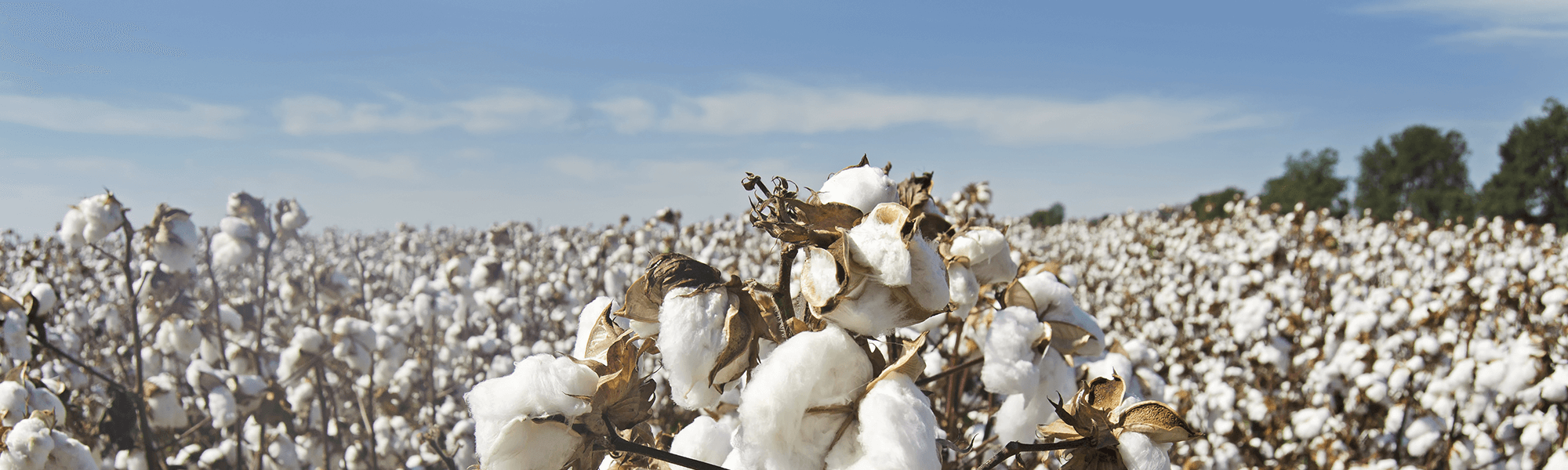 Photograph of Cotton Field