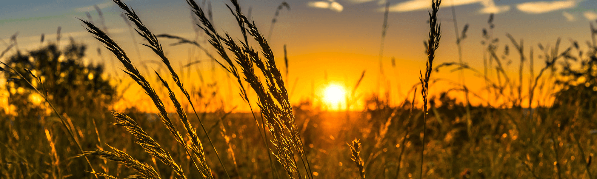 Bourke wheat field at sunset