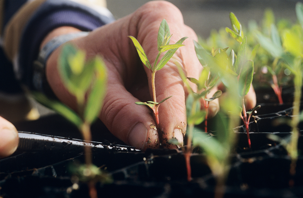 Thinking of a job in Horticulture? Time to dig In.