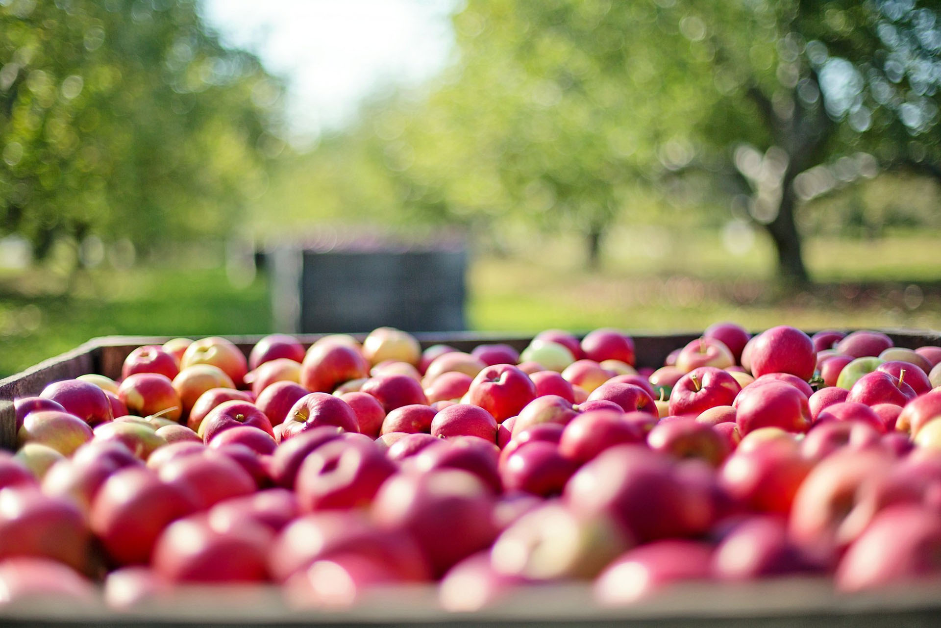 Apple orchard with freshly picked fruit