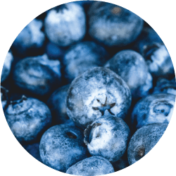 agriculture blueberry harvesting