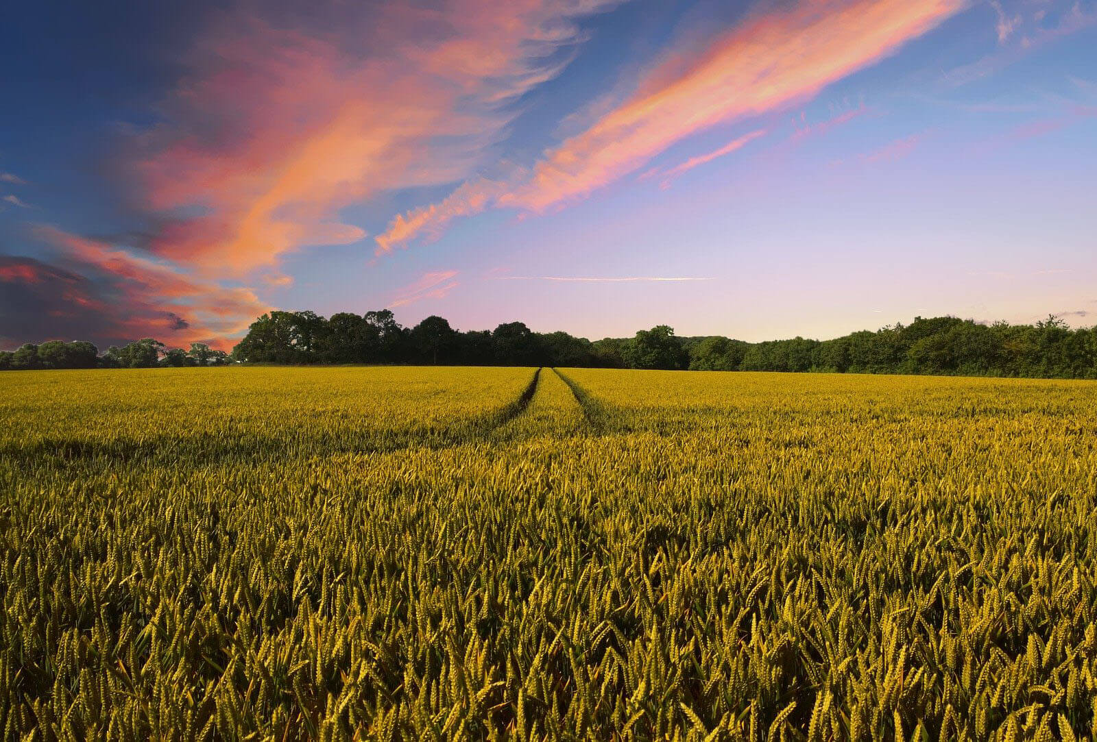 Photograph of wheat field at dusk