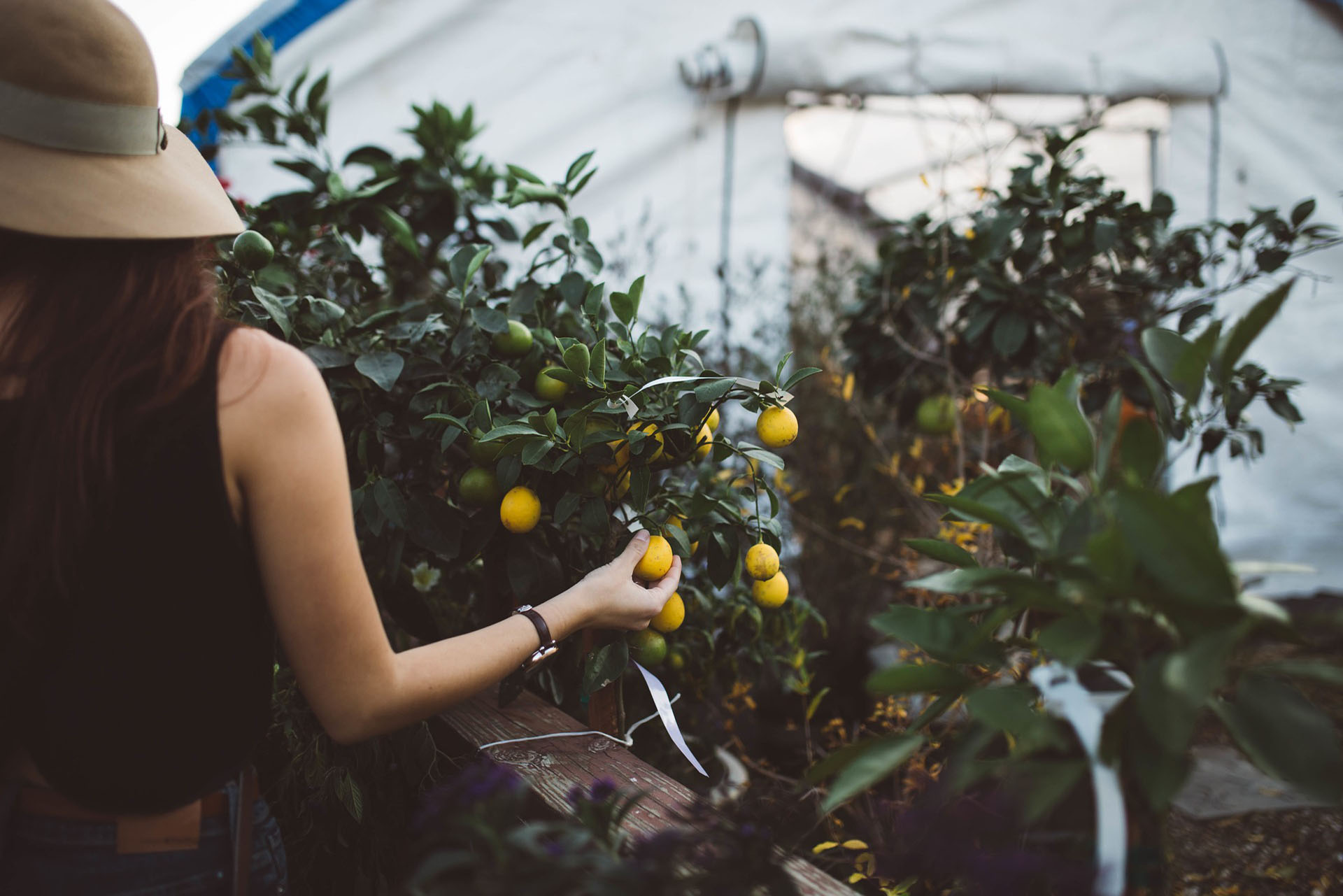 Fruit picker and lemon tree