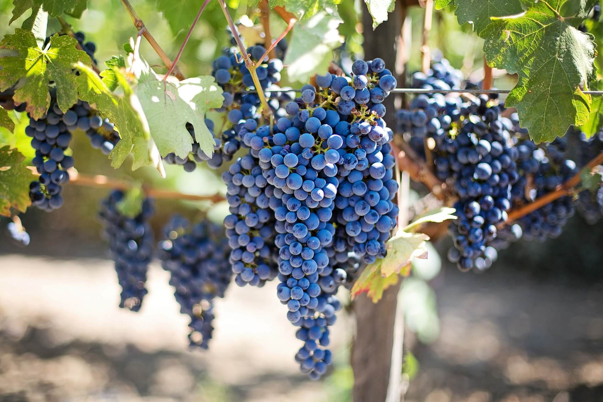 Photograph of grapes in vineyard