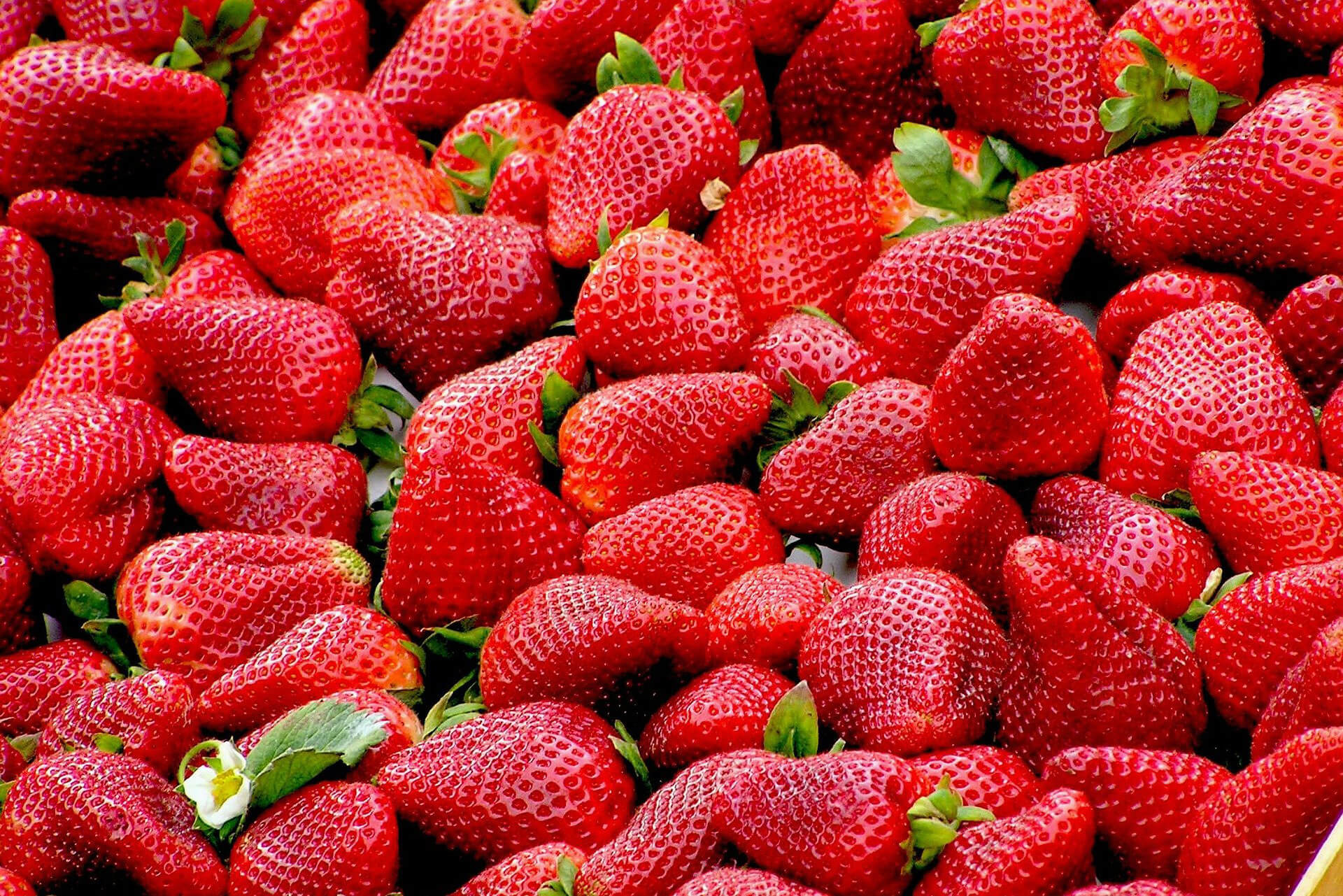 Photograph of freshly picked strawberries