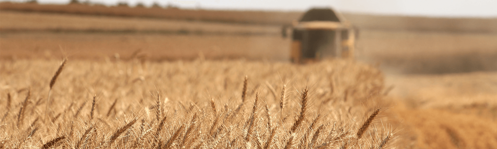 Wheat farming in Narrabri