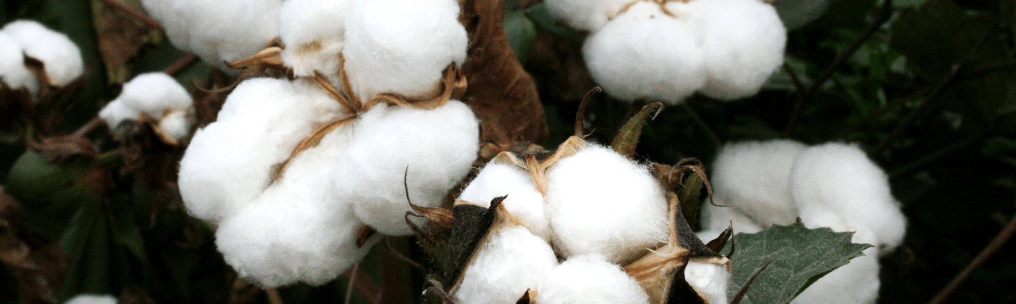 Photograph of Cotton Flower