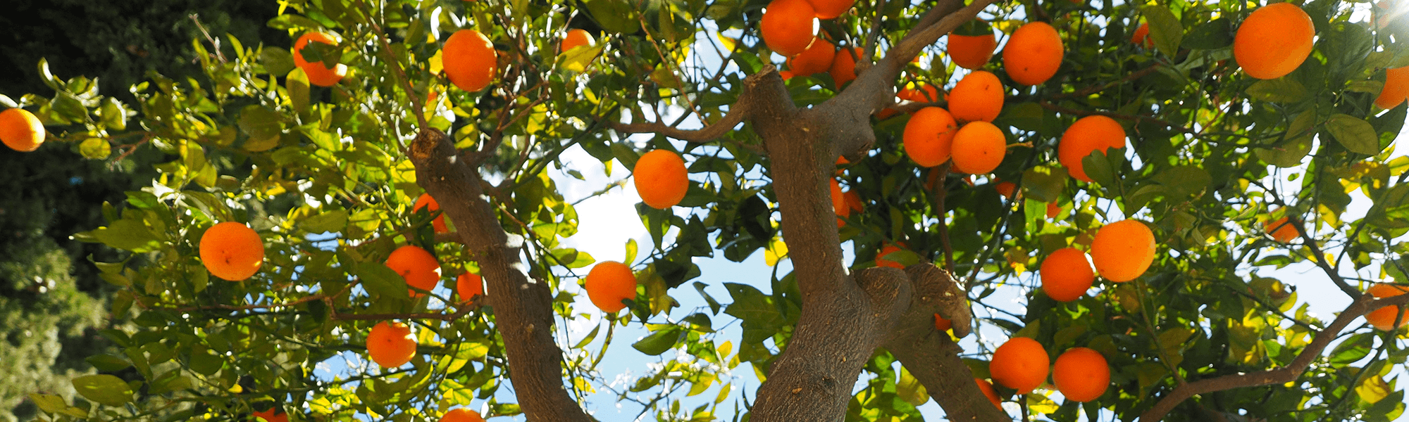Orange Tree South Australia