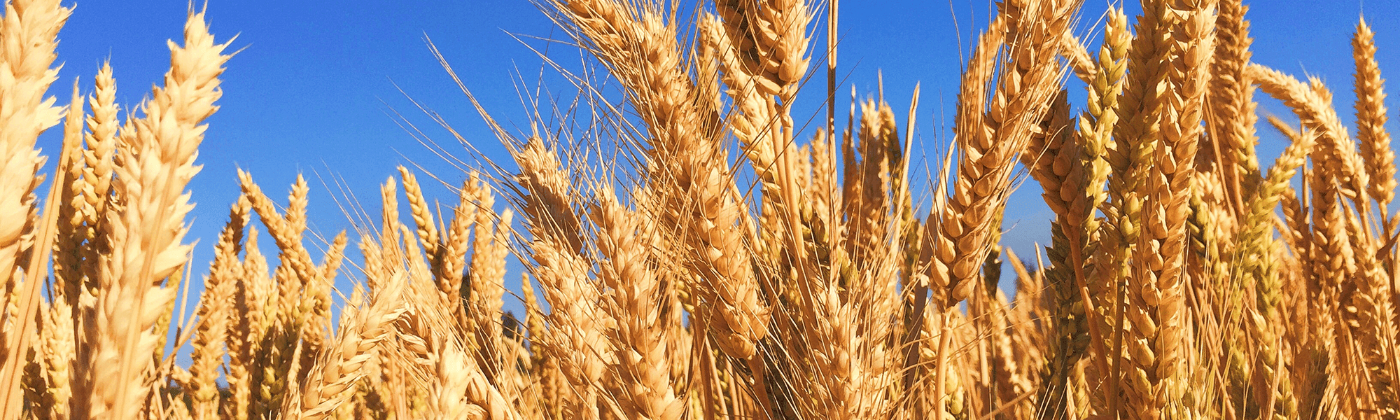 Wheat field in Regional Australia
