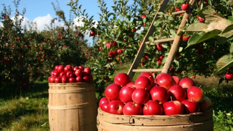 Photograph of Apple Trees and Freshly Picked Apples
