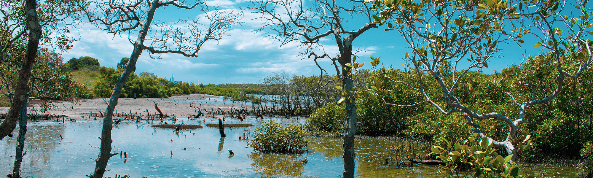 North Queensland Mangroves