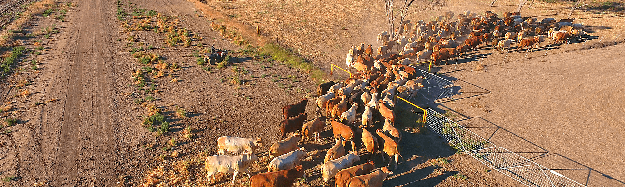 Farm hand herding cattle in Mt Isa