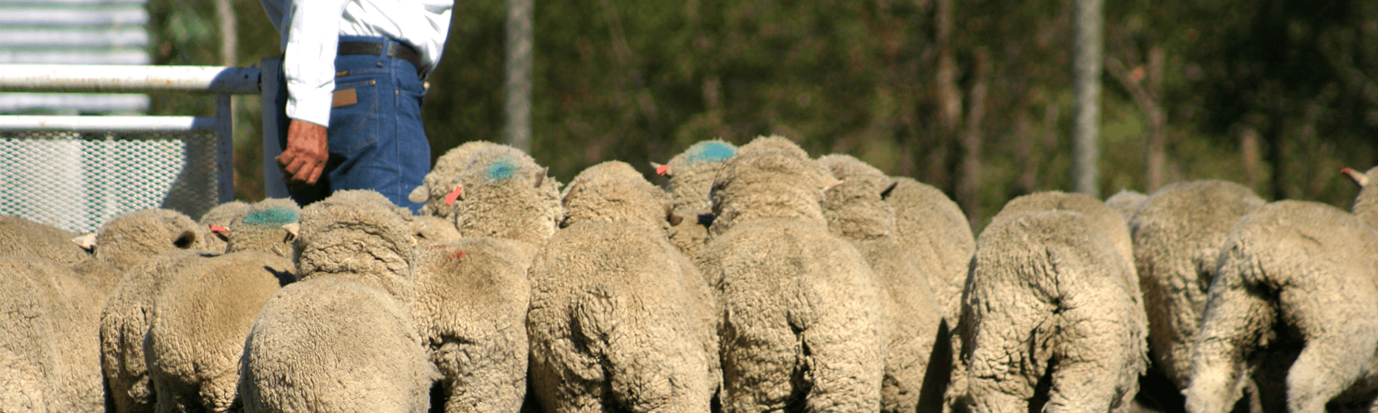 lamb farming in South Australia